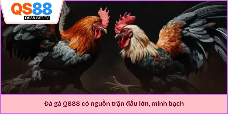 Đá gà QS88 có nguồn trận đấu lớn, minh bạch 