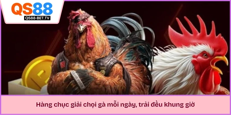 Hàng chục giải chọi gà mỗi ngày, trải đều khung giờ 